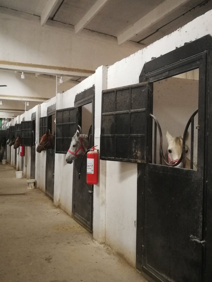 An uplifting story from #Syria : A shelter for horses safekeeping rare Arabian horse breeds some of these magnificent beasts were rescued from #EastGhouta others from #ISIL territory in #DeirAzzour.
Some of them the last of their sub-breeds.
#Damascus