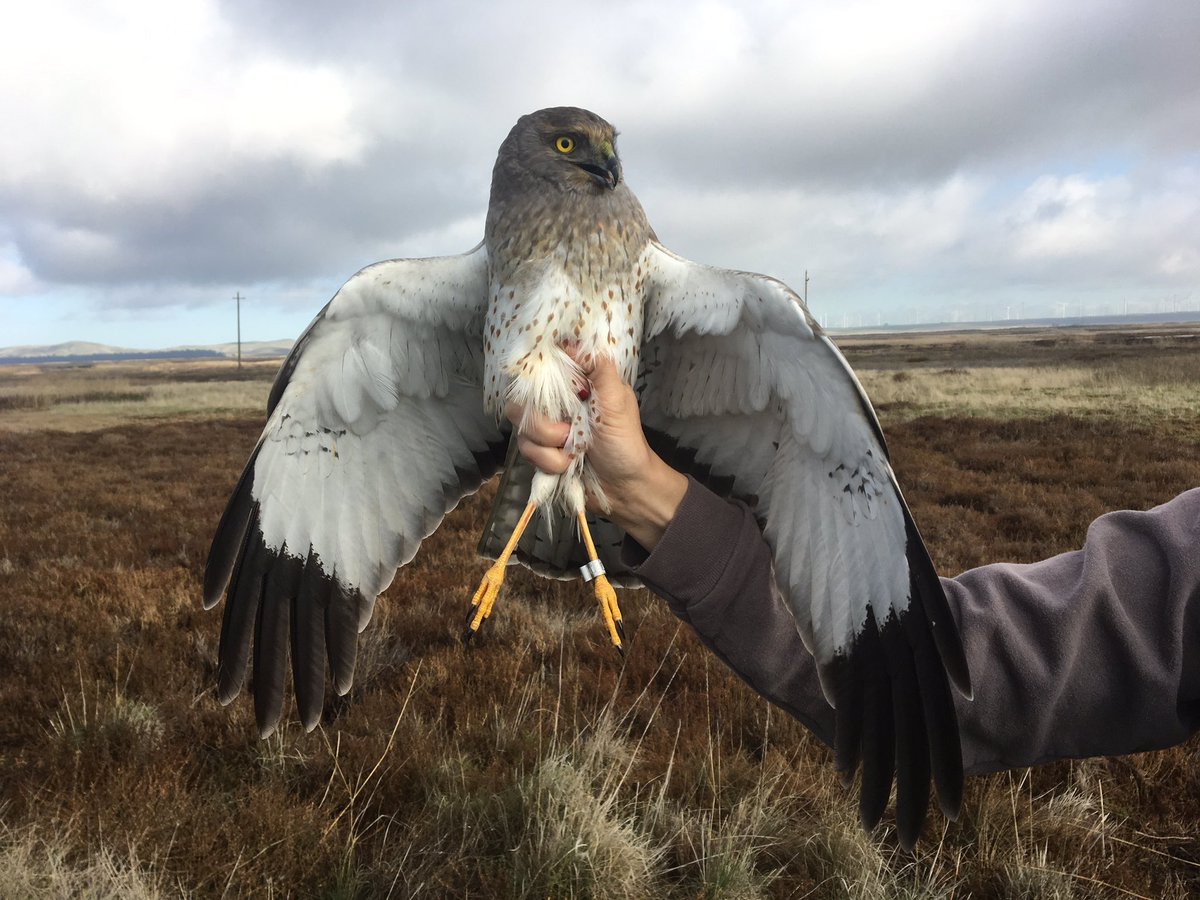 ShannonSkalos's tweet photo. The Gray Ghost! Winter harrier trapping is off to a great start! #northernharrier #grayghost #wintertrapping #raptorresearch https://t.co/nbxxKZFwKf