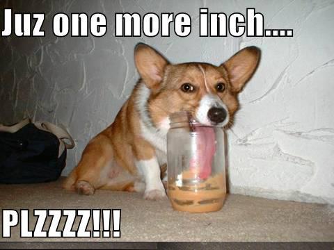 PostmanBark's tweet image. We all have those.. desperate dogs. Cute though! As a pooch owner, i can confirm this picture is accurate! #dogs #DogLover #dogandpuplovers #dogsoftwitter #dogsarefamily  #doggy