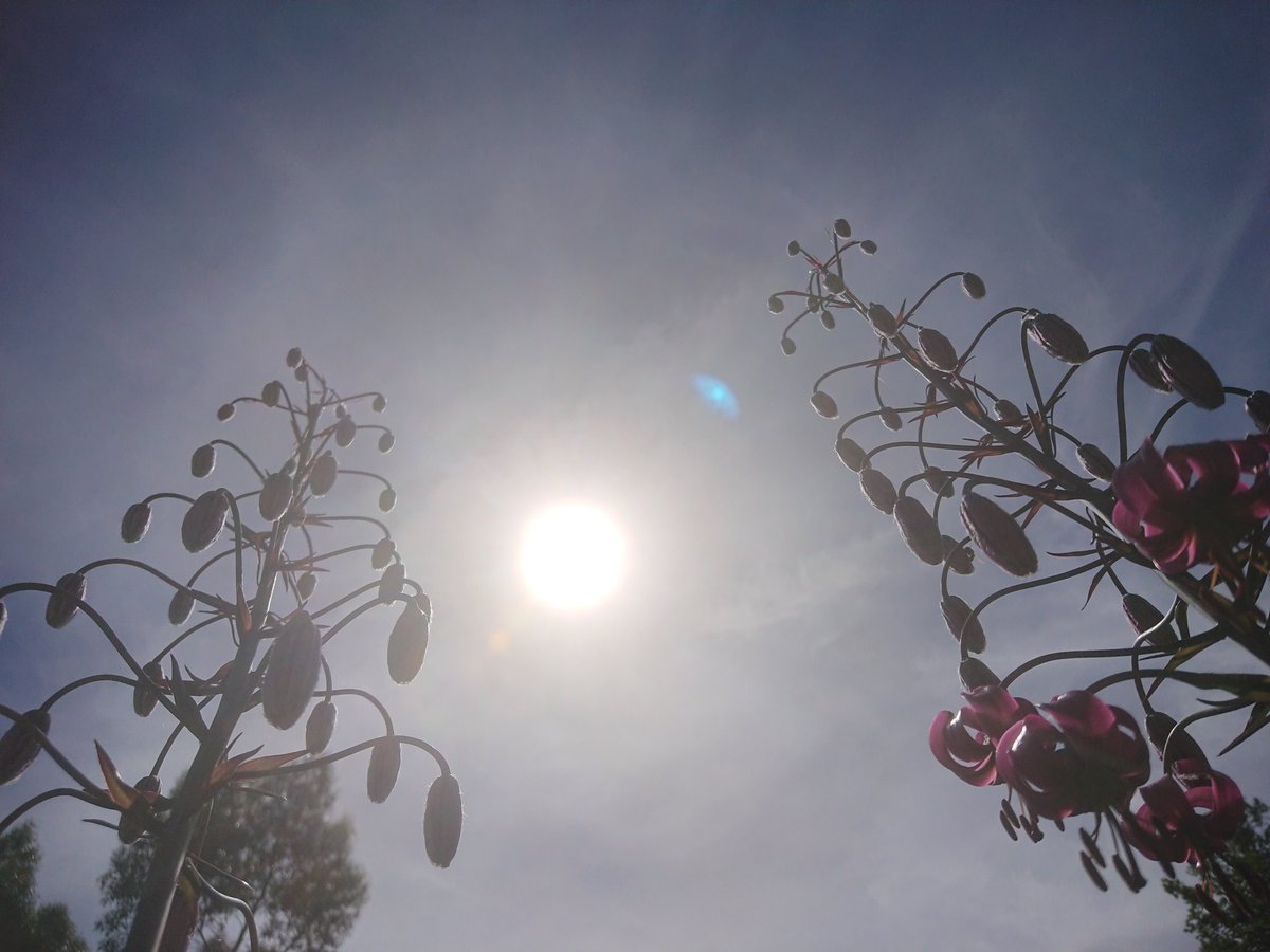 aNorthernGarden's tweet photo. @giftedgardener0 #heatwave #GardensHour #afterparty https://t.co/H7a86F1zXX