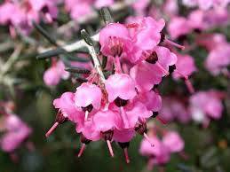 ট ইট র 366日の花個紋 12月18日の花個紋 蛇の目エリカの丸 じゃのめえりかのまる 個意ことば 憩い 大きな包容力で周囲の人を癒す人 今日の花個紋はこちら T Co Wezsxrtyws 誕生日 小雪 ブラットピット Hanakomon 花個紋 T Co ট ইট র 366日の花個紋 12月18日の花個紋 蛇の目エリカの丸 じゃのめえりかのまる 個意ことば 憩い 大きな包容力で周囲の人を癒す人 今日の花個紋はこちら T Co Wezsxrtyws 誕生日 小雪 ブラットピット Hanakomon 花個紋 T Co