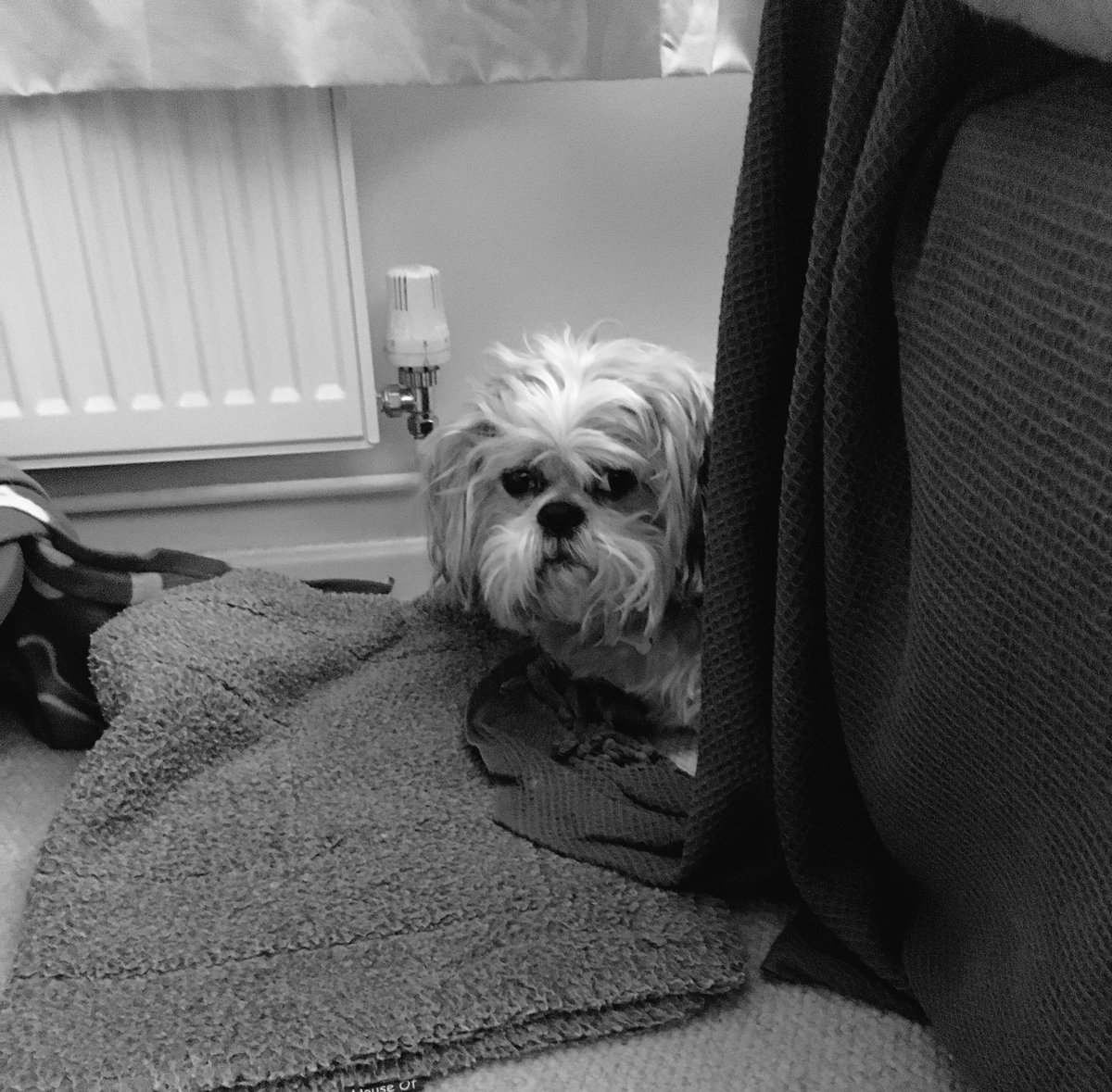 Flash the Shih Tzu tweet media