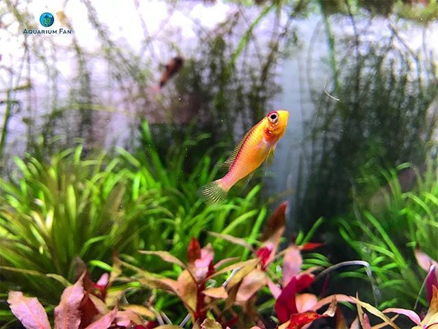AquariumFan's tweet photo. Go into the light!
.
.
.
💡
.
.
.
#fireredapistogramma #apistogramma #plantedtank #aquascape #aquarium #freshwater #fishofinstagram #nature #instagram #instapic #betta #tetra #plantedaquarium #twitter #communitytank #iphone #iphone7plus #picoftheday #… https://t.co/qwYj2ZtpDn https://t.co/KQ6RIG8ZB0