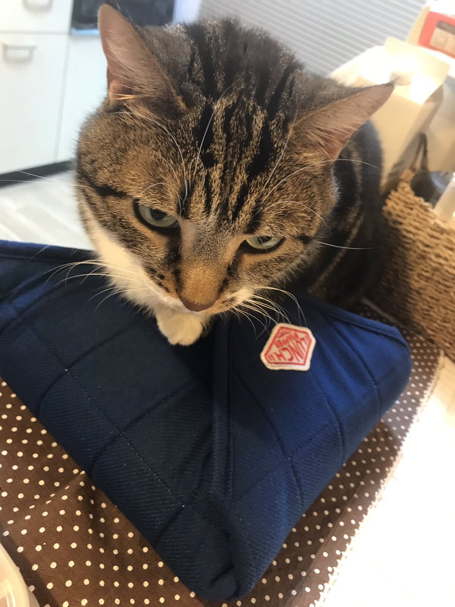 tama2channel's tweet photo. お弁当守り神が降臨✨✨（笑）

#マンチカン
#にゃんこ
#猫のいる暮らし 
#猫好きさんと繋がりたい https://t.co/fWbkc6PJhA