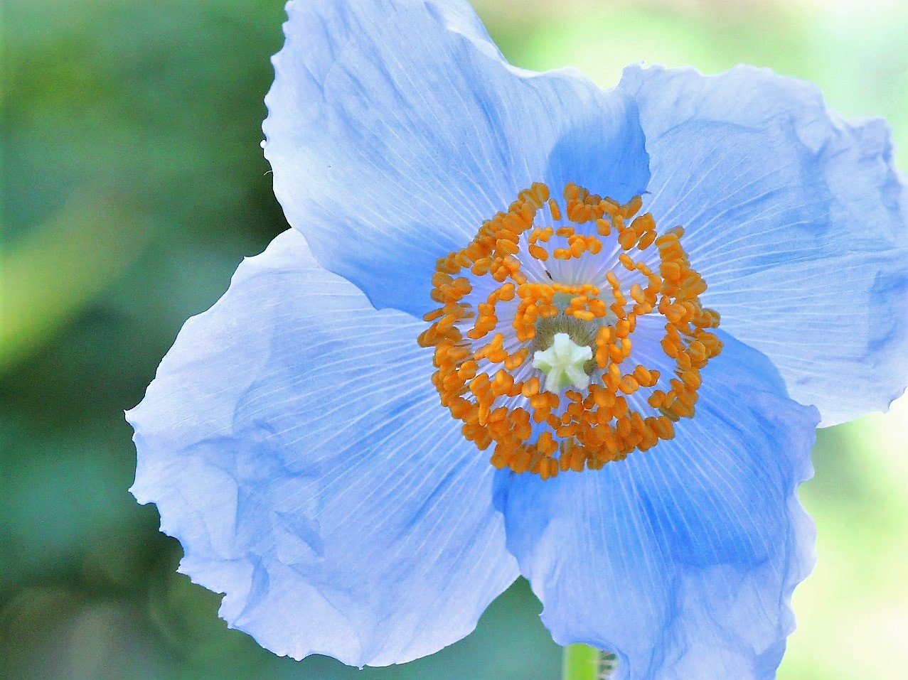 たかさごの 青いけしの花ヒマラヤ高山の天上の妖精 青いけしはヒマラヤの高山などに分布するケシ科メコノプシス属に多い 青いけしはブータン の国花で花と緑の博覧会に出品されて有名になる ブルーポピー 天上の妖精 青いけし ヒマラヤ
