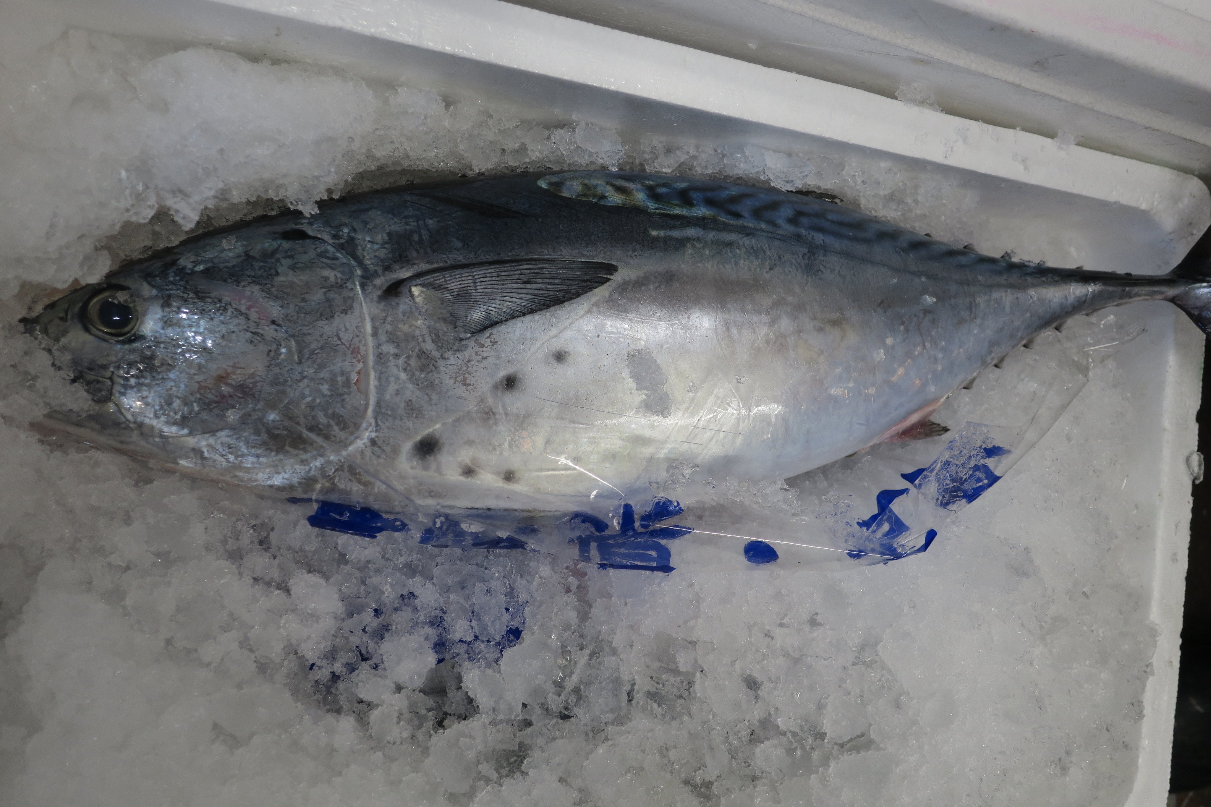 仙川町 伊藤食品 見た目はカツオ 模様はサバ 食べれば熟成本マグロな不思議フィッシュのスマ降臨 大変希少な人気商品です 仙川町伊藤食品 仙川 調布市 魚屋 刺身 スマ やいとがつお 長崎県産 T Co Ypko6qtkkn Twitter