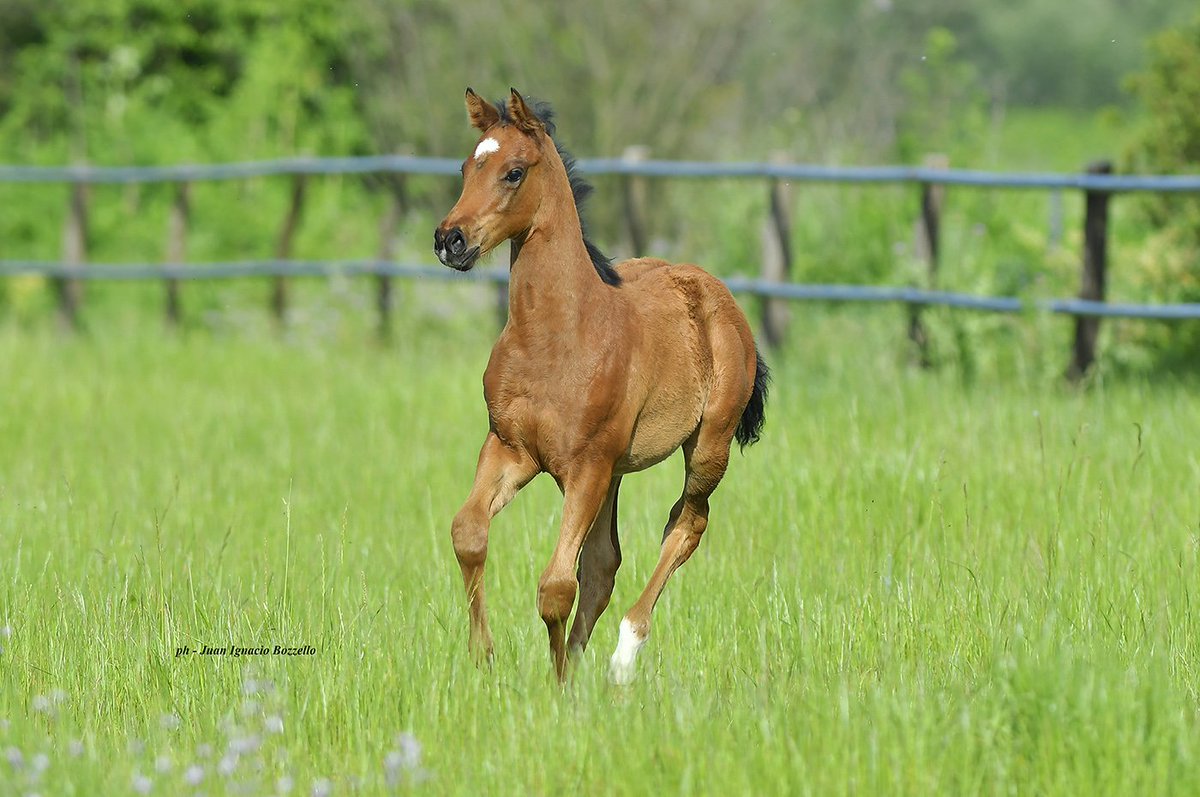 #BabyChrome | Hembra por #CaliforniaChrome y Tawila (Roy). Nació el 14 de septiembre de 2018 y es hermana materna de Queen Zanobia (madre de Leitone y Fiery Torpedo) y los ganadores clásicos Alma Guerrera y Súper Coyote. (📸: Juan Ignacio Bozzello)