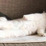 ホットカーペットの電源を入れたら猫がw