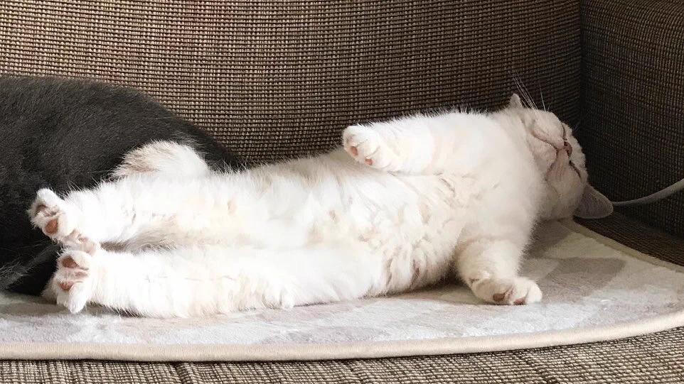 ホットカーペットの電源を入れたら猫がww