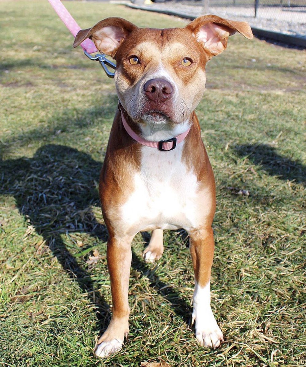 ToledoHumaneSociety tweet media