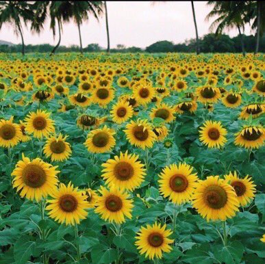 Sunflowers 🌻 (@sunflowerlust) on Twitter photo 18/12/2018 16:27:55 comfort zone 🌻 comfort zone 🌻