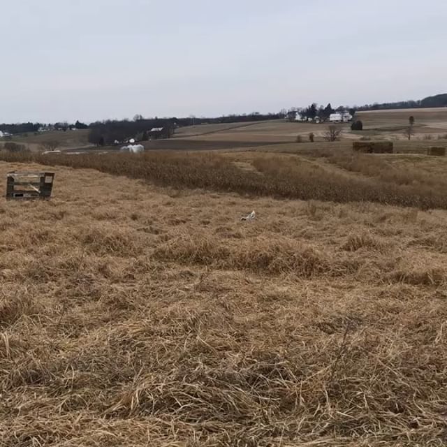 MAD_Performance's tweet photo. @lisadavis820 6 month old Dash making his Second retrieve of the day. @Quicksilverkennels #englishsetter #birddog #pointingdogs #rymansetter  #phasentvalleyfarms https://t.co/ZkBZ6isMeN