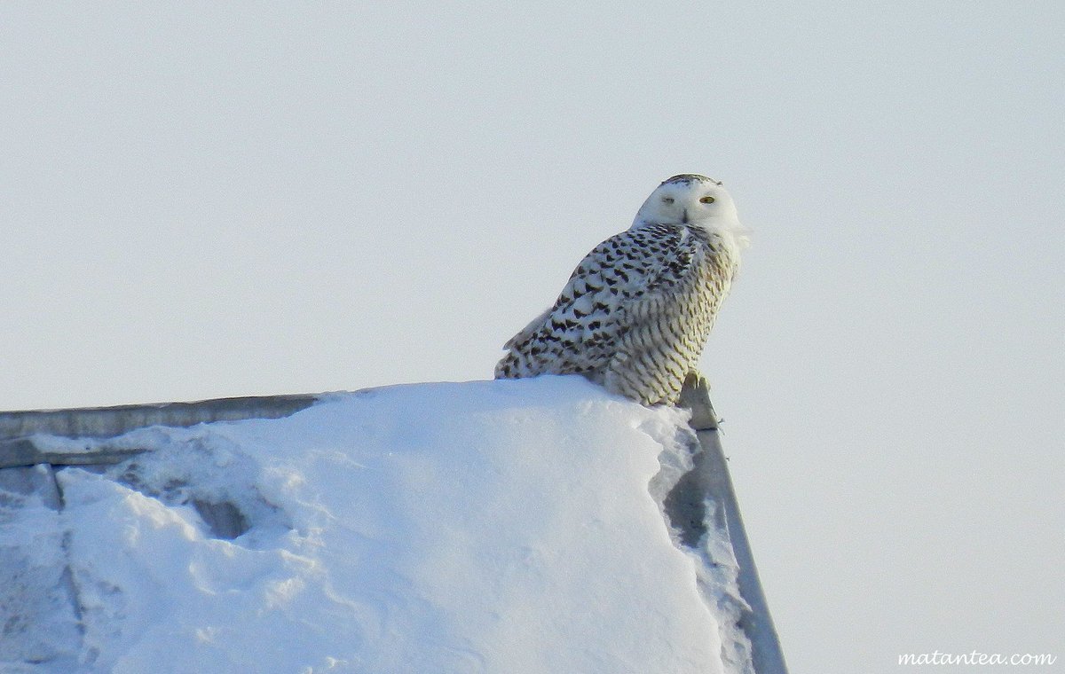 Ascension du mont Harfang, image size:1200x760