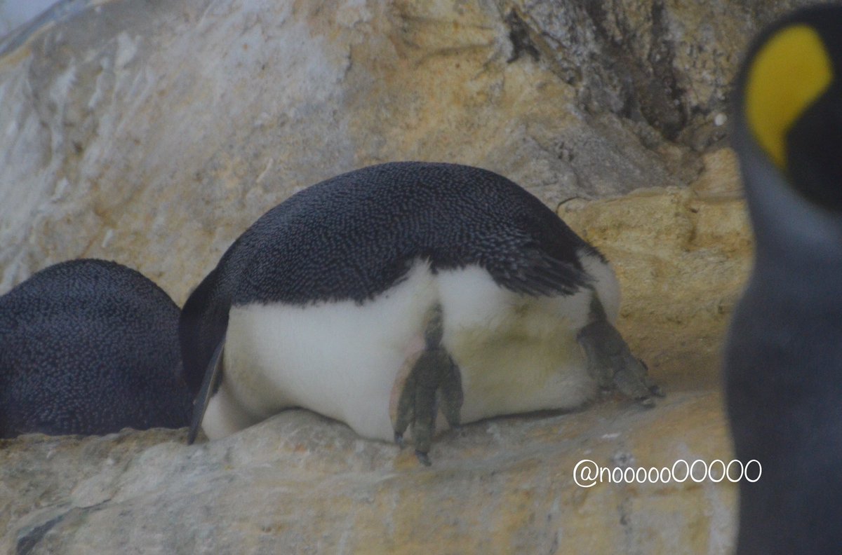 Nooooo アデリーペンギンの可愛い尻