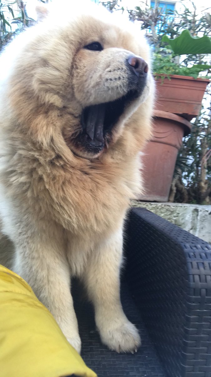 Ale_1986_'s tweet image. buongiorno dal mio 🐻 #LoveChowChow