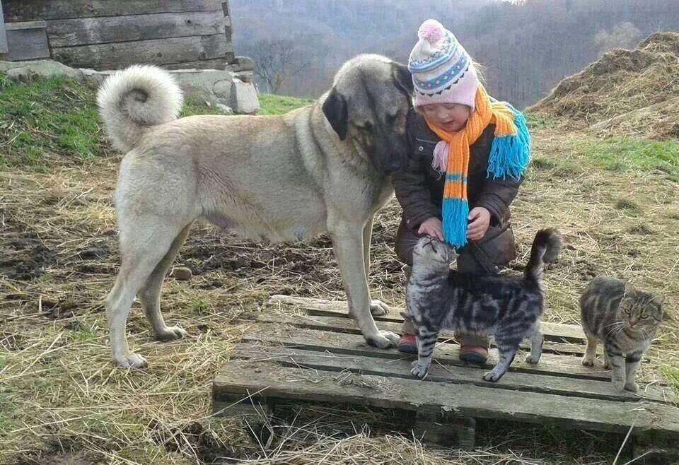 #HayvanaSiddetSuctur 

Biz Cihada giderken, yolda yavrularını emziren köpeği görüp, Ordunun yolunu değiştiren, başlarına nöbetçi diken bir Peygamber(sav)in ümmetiyiz....