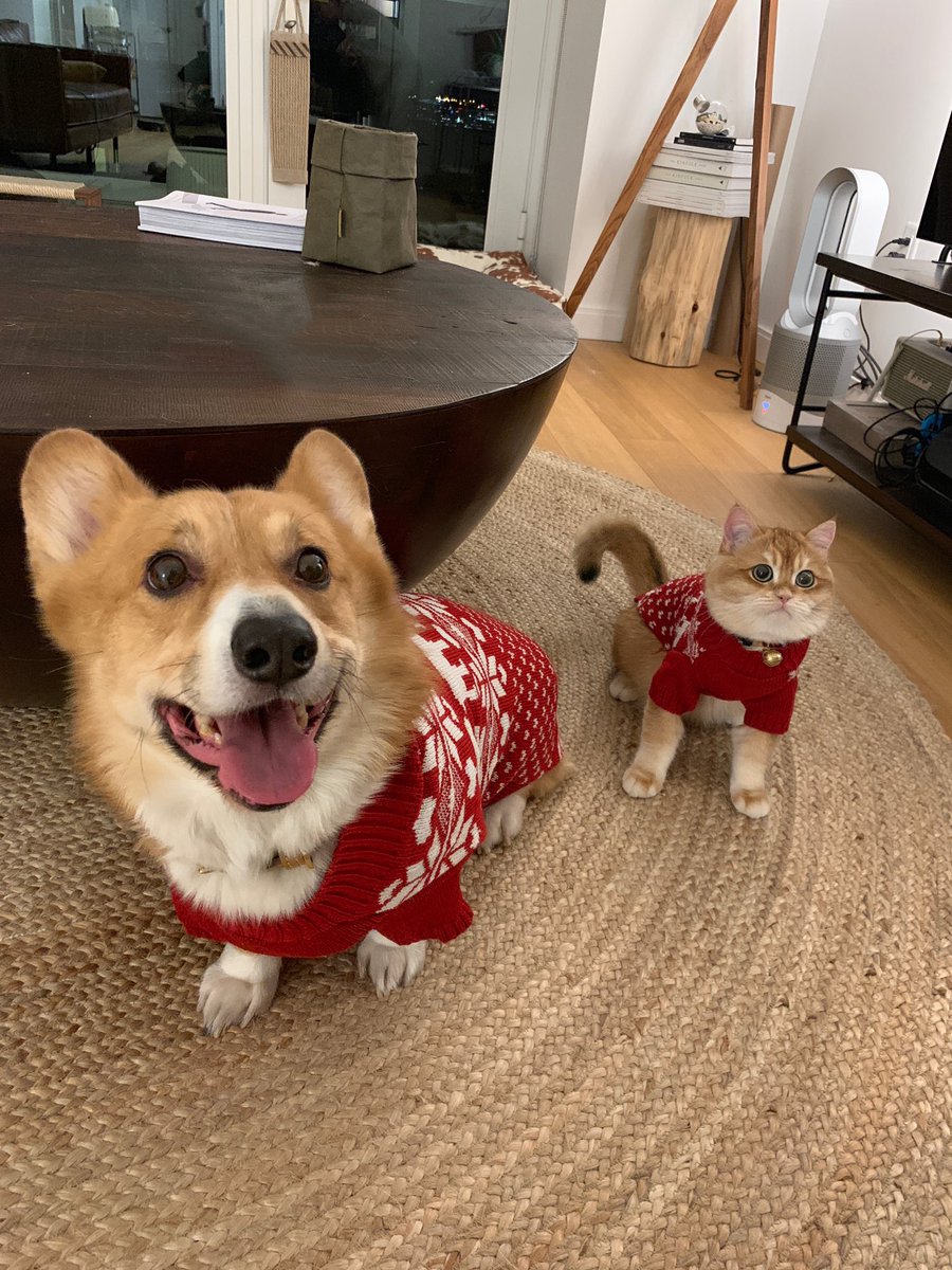matching dog and cat sweaters