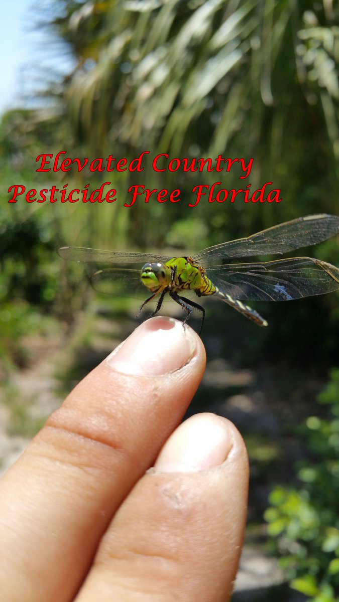 ElevatedCountry's tweet photo. Elevated Country - Join our Facebook group "Pesticide Free Florida" or visit https://t.co/BRX94aAWnh 
Help us make a change!
https://t.co/euUCvvA0Fg
#ElevatedCountry #PesticideFreeFlorida #entomology #pesticidefree #florida #floridaoutdoors #follow #retweet #like #dragonfly https://t.co/KItwXEtOYv