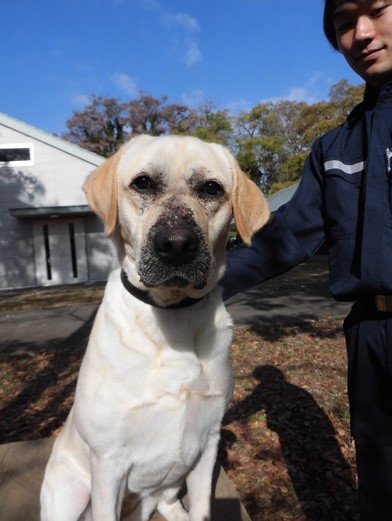 カスタム君 Twitterren 東京税関麻薬探知犬訓練センター 子犬の時に皮膚病になってしまい なかなか新しい家族が見つからなかったけど 麻薬 探知犬の訓練に挑戦 難しい課題を克服し 見事試験に合格 函館税関の麻薬探知犬としてデビューすることとなりました 麻薬