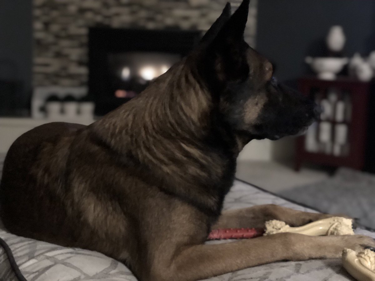 K9Falo's tweet photo. The toys are mine. All of them. #gatorrules #livinmybestlife #retiredlife #k9falo https://t.co/KDh81flK8n