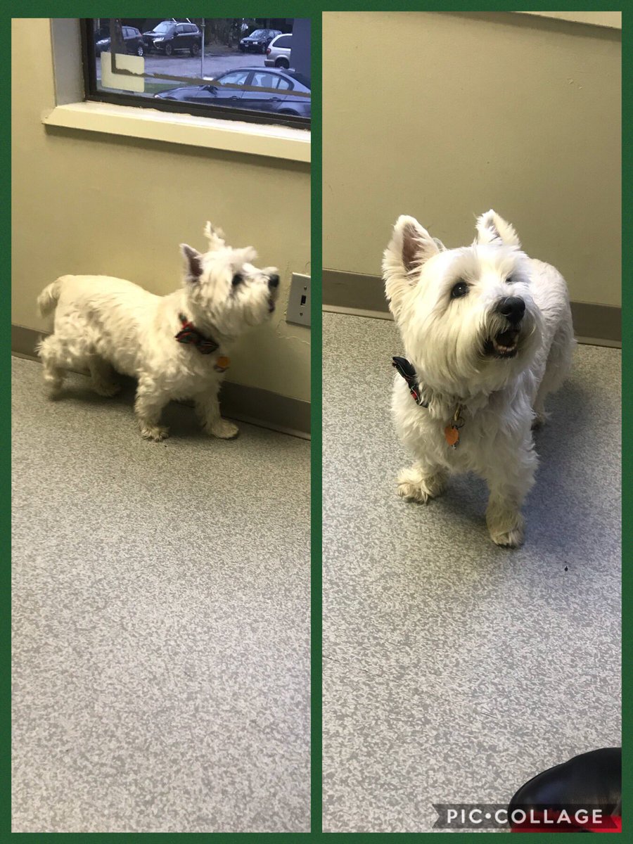 westcoastrobbie's tweet photo. Three month recheck at the vets today! Doing well but still waiting for Mom to get me outta here!! #letsgomom #westie #goodboy https://t.co/Lhv29A2OIt