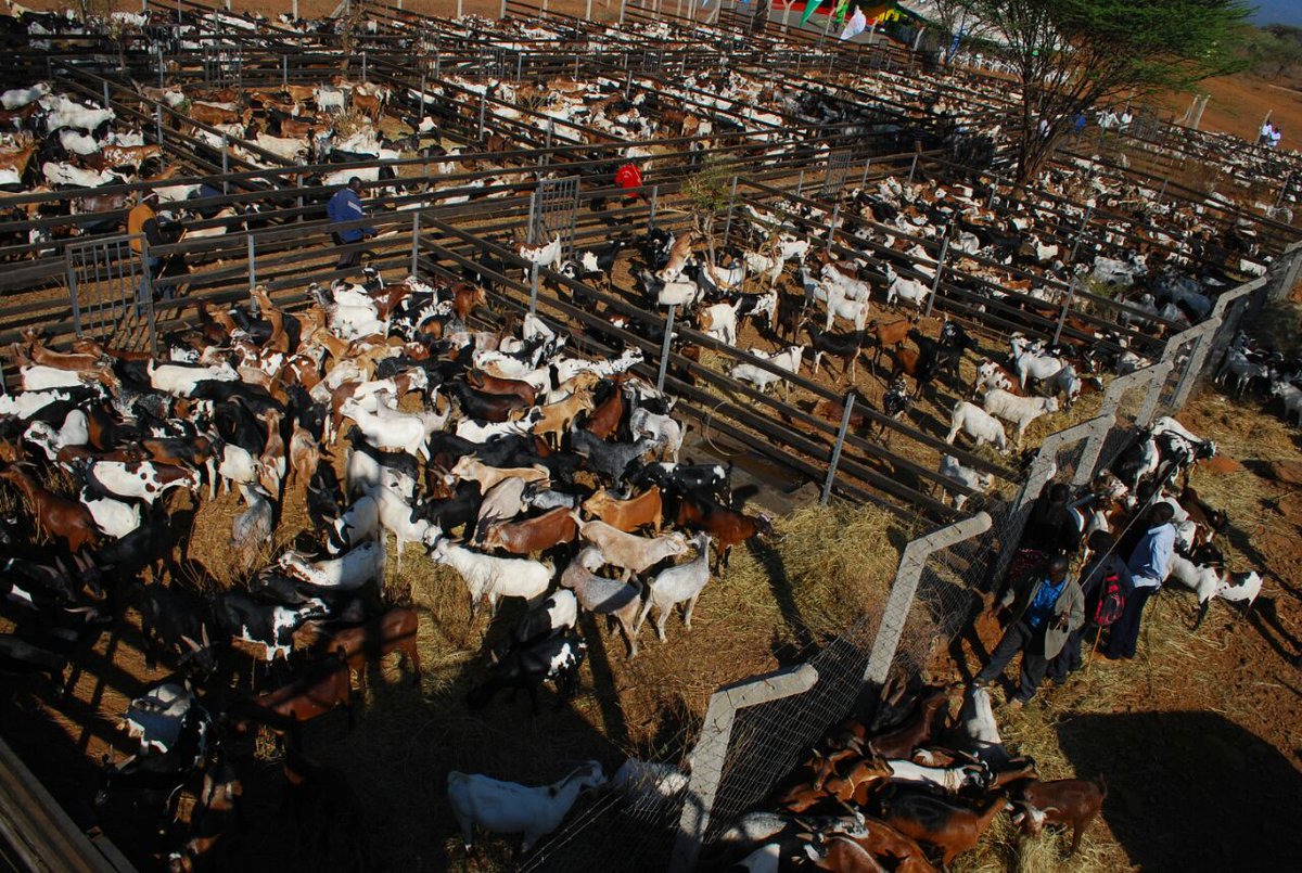 JayBMmoja's tweet photo. #imagineBaringo 's taste salt-less meat. The famous Kimalel Auction Festivity ( Marigat) going down 21st-22nd Dec 2018, you don't wanna miss  the experience! #TwendeBaringo
Nairobi Hospital
#MondaySpecial 
#mytwowives
Daniel Arap Moi
#CofekCaresForYou
#StarTimesShows https://t.co/VkYuOzYCIb