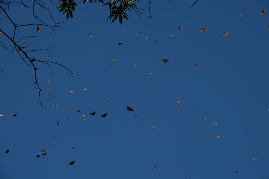 jwindh's tweet photo. Bloody amazing... to think that each one of these guys flew all the way down from #Ontario to #Mexico... and will fly back up to #Texas or thereabouts this spring.
We are such wimps compared to them.
#butterfly #mariposa #butterflyeffectx #MonarchSightings #Monarcas https://t.co/0yzg1OlWc0