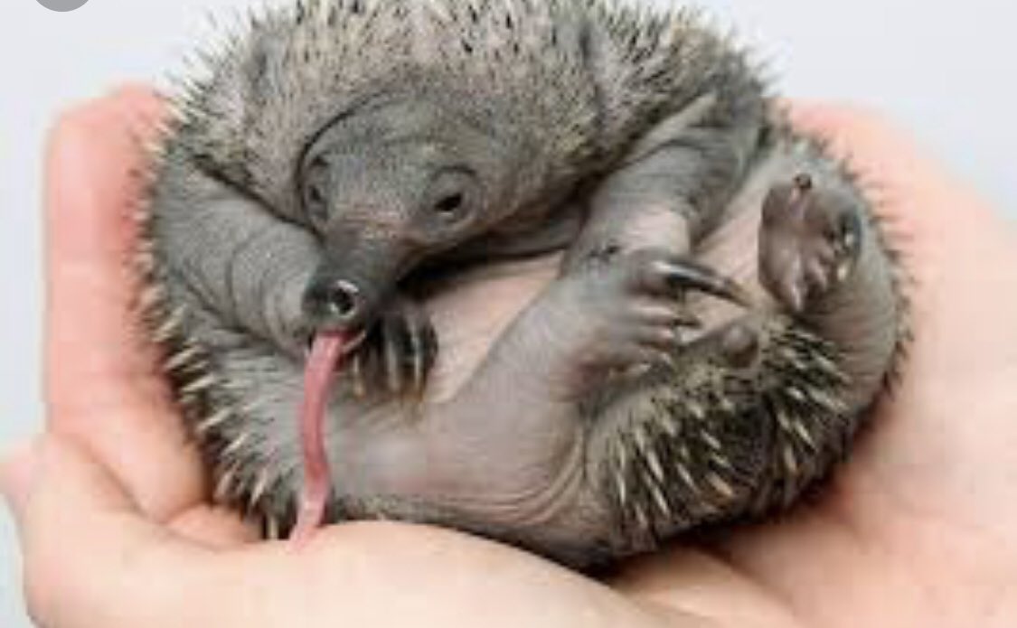 And here’s a baby Echidna. You’re welcome. https://t.co/Uzszm4E7tz