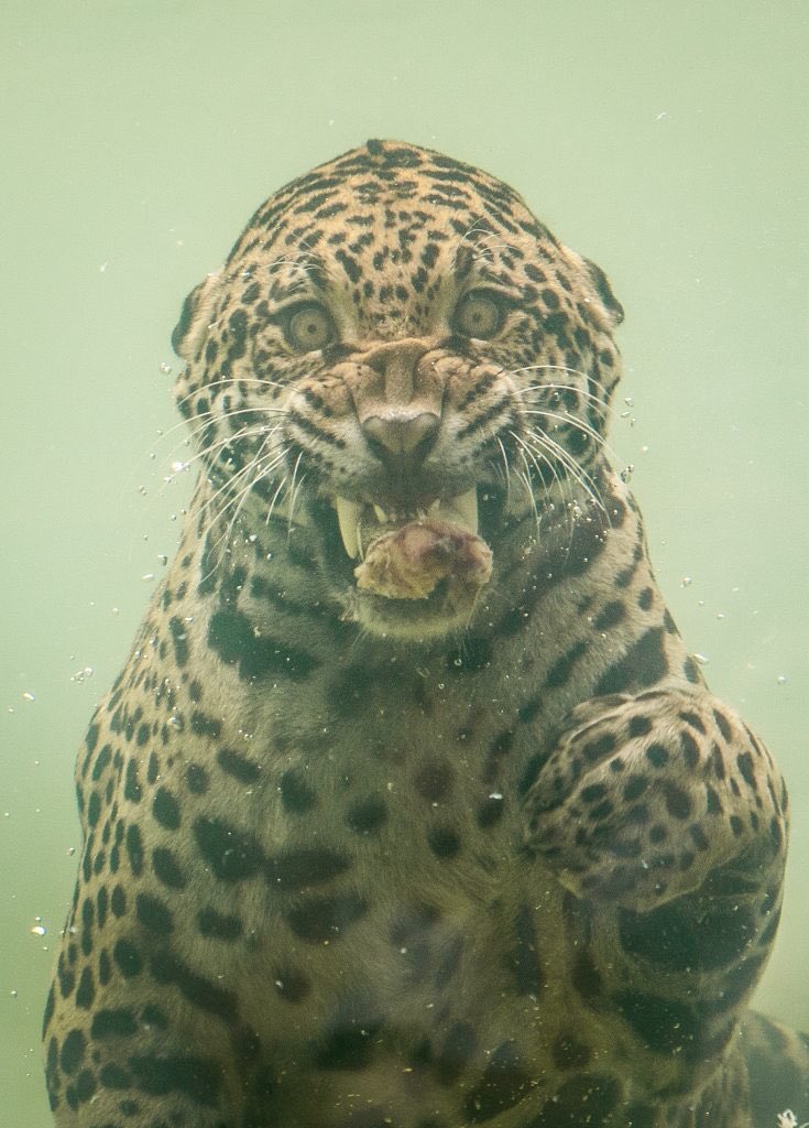 水中でジャガーはコワさ10倍増しになる