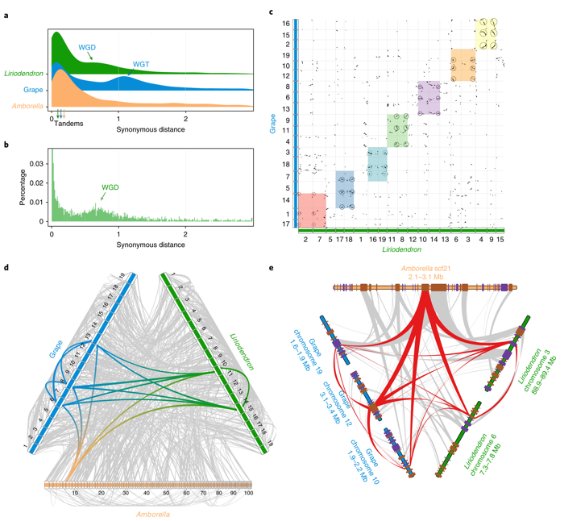 NaturePlants's tweet photo. New Letter: "Liriodendron genome sheds light on angiosperm phylogeny and species–pair differentiation" (Open content) https://t.co/hEITbvzmEF https://t.co/vPQh4IC8Tp