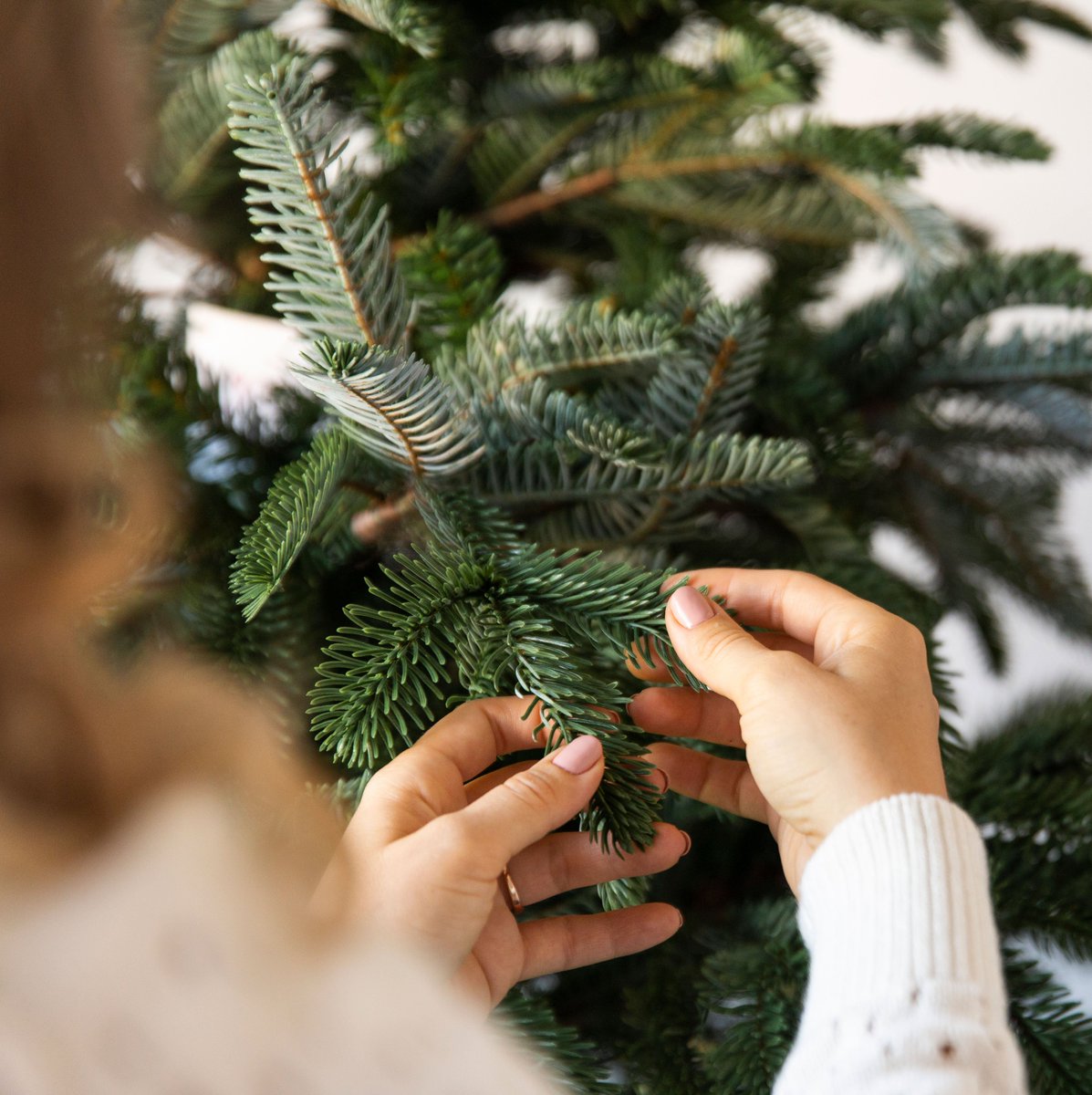 BalsamHillAU's tweet image. Upon unboxing your Balsam Hill tree, you'll notice that each branch section is compressed for shipping. Read up on #tips on how to make your tree as full as possible by fluffing and shaping them: bit.ly/2URwttU  
__
#christmastree #fluffing #BalsamHillAU