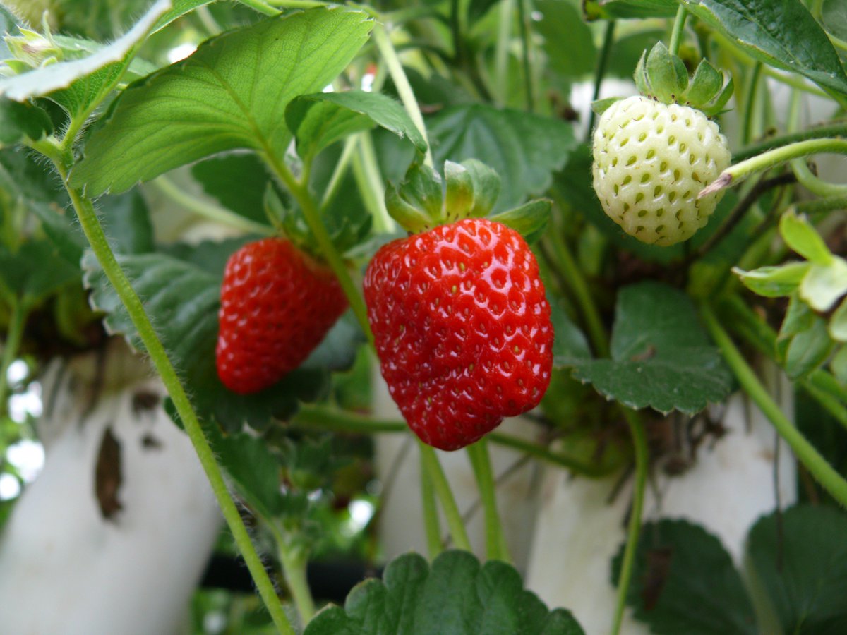 hydrovegie's tweet photo. Strawberry is grown with hydroponic setup indoor @hydrovegie 
#hydrovegie #hydroponics #agriculture #Agricultura #agriculteurs #farming https://t.co/epDcujJj6e