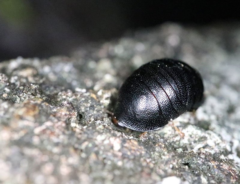 みのじ ダンゴムシみたいにまるまる愛らしいゴキブリ ねむたそうなお目目も可愛らしい 石垣島 ヒメマルゴキブリ T Co Akw5lurg8o Twitter
