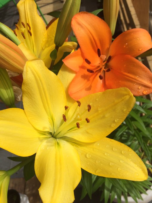 My Christmas lilies have bloomed! The festive season turns these babies on, just look at them stamens