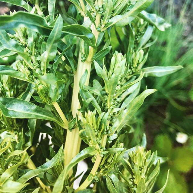 nadialimchef's tweet photo. Tonight I lopped the top off my silverbeet plant and observed the hundreds and hundreds of seeds that it had solely created, enough to feed Silverbeet to everyone in a small village with their own plant🌱And I couldn’t help but think what a waste that I don’t know how to coll… https://t.co/ujbRYzdaw4