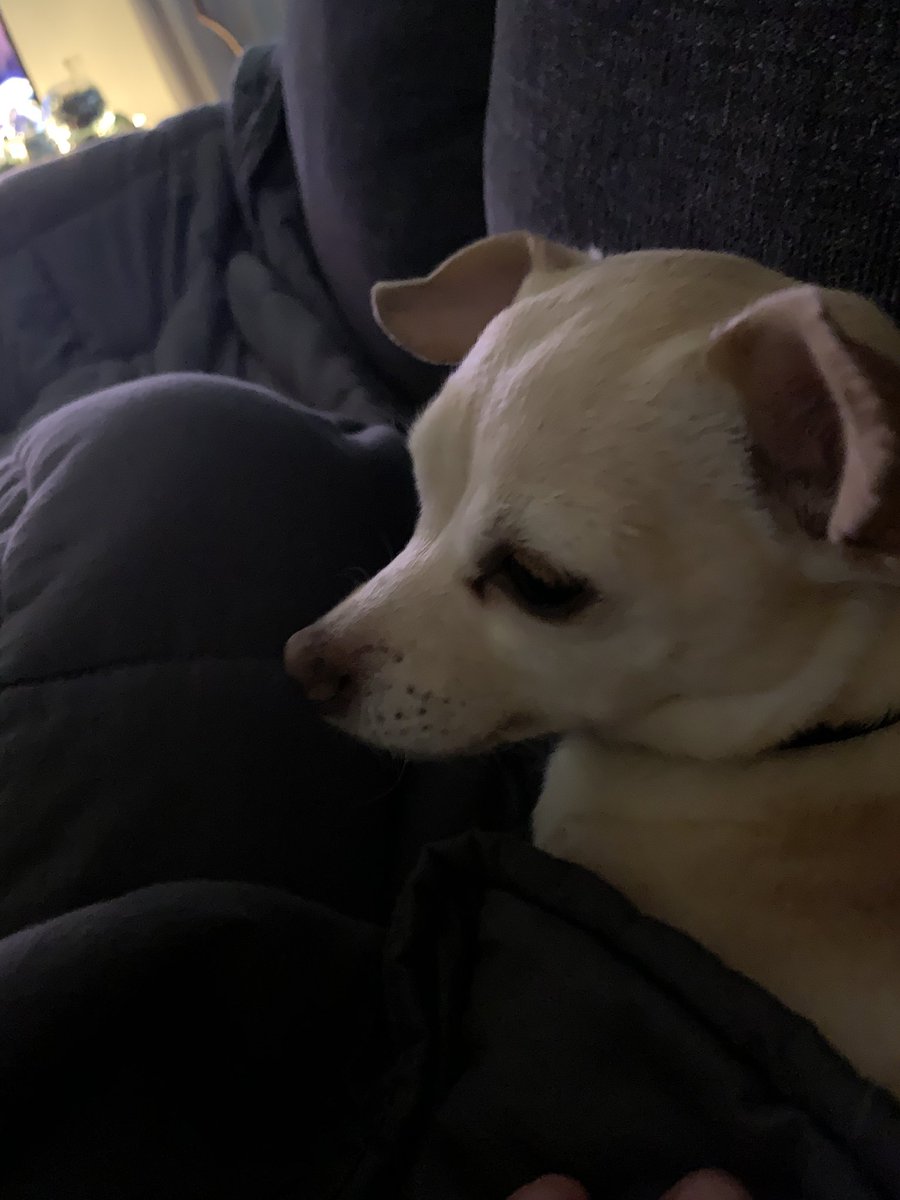 JRudolphDotCom's tweet photo. @dog_feelings Fren. I understand. https://t.co/lxSeZFGHHQ
