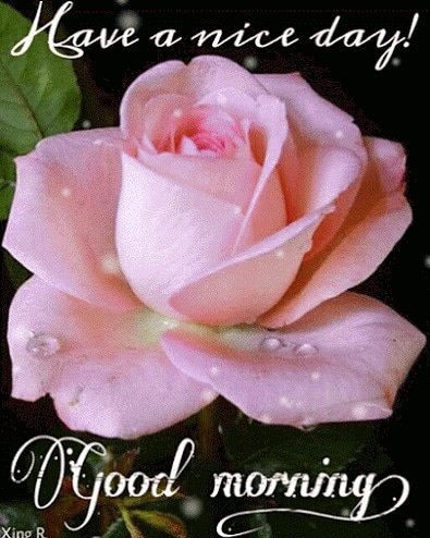 JBoukirs's tweet photo. Bonjour mes chers amis.... Bonne journée 😍😍 https://t.co/HvvoiRN9Pv