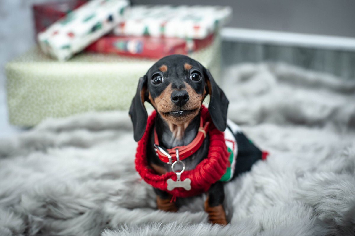 dogsofnotts's tweet photo. The face you make when you’ve finished wrapping all your presents ready for Christmas 😌 https://t.co/yzYfdT1JbW