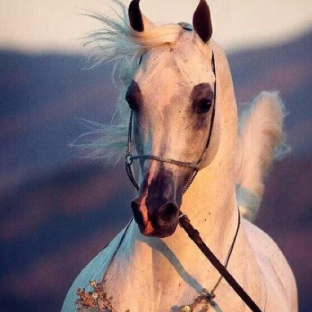 f_____f_g's tweet photo. #صباح_الخير
ً الجو جــو إحسـاس ومُـعانق إثنين
في بيت سـقفه مـثل قلبڪ زجاجي

ودّي أجيڪ ،بعطـر وارجع بعطـرين
هــذا العـناق اللي ،،يعدّل مـزاجي https://t.co/zEe3QXpzsu