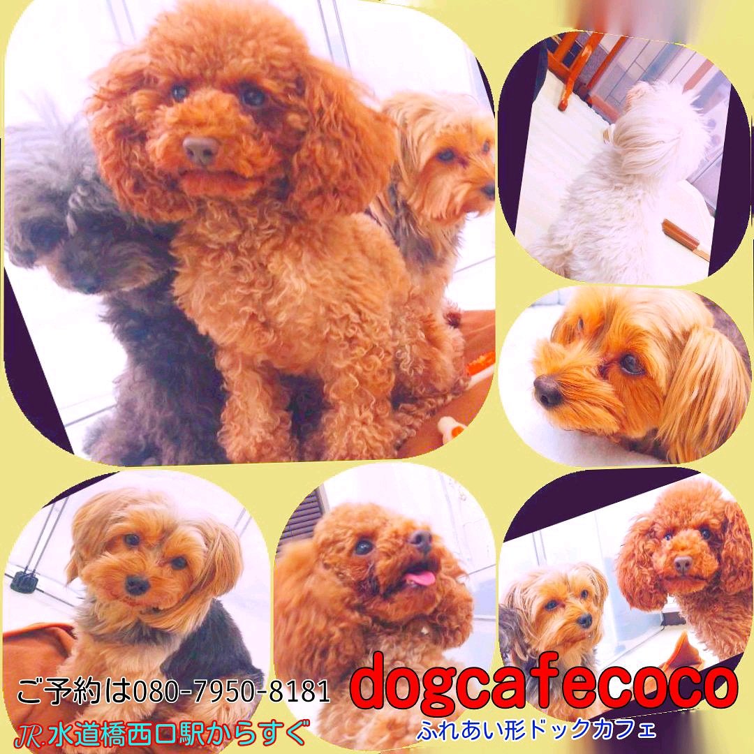 Dogcafecoco Dogcafecoco