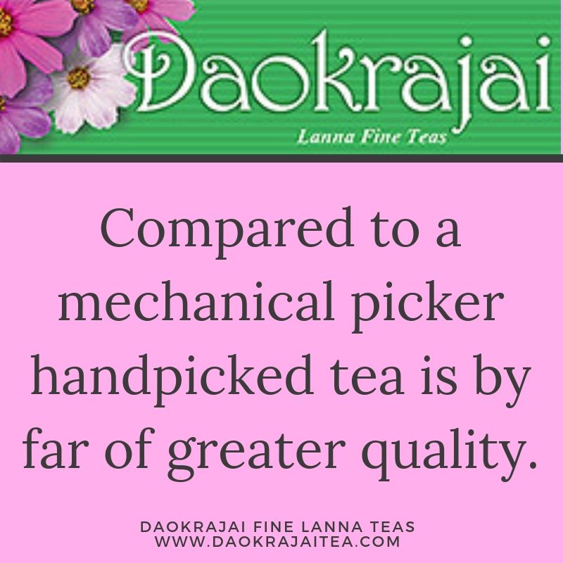 DaokrajaiTea's tweet photo. Our farm produces 22 different tea types, which are all hand processed. #tea #organic #handpicked https://t.co/t1rowmm4ne