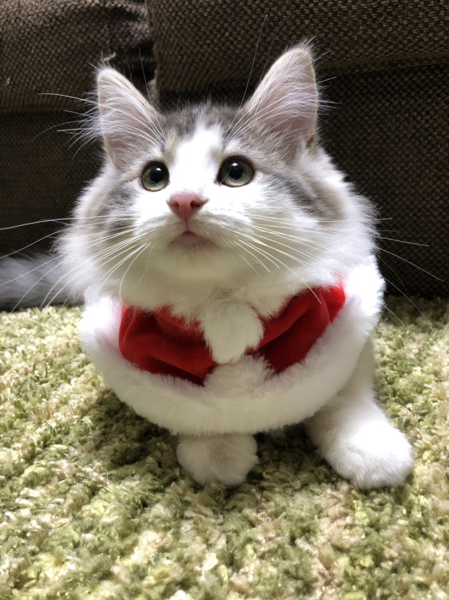 ちせ A Twitter 先日猫用のクリスマス服のガチャガチャをやったので うちのネコチャンズに着ていただいたんだけど サンタ服とツリー担当のテンション差が半端なくてめちゃくちゃ笑ってしまった サンタが良かったかな