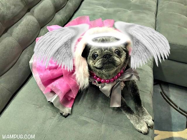 Chubbs The Wampug tweet media