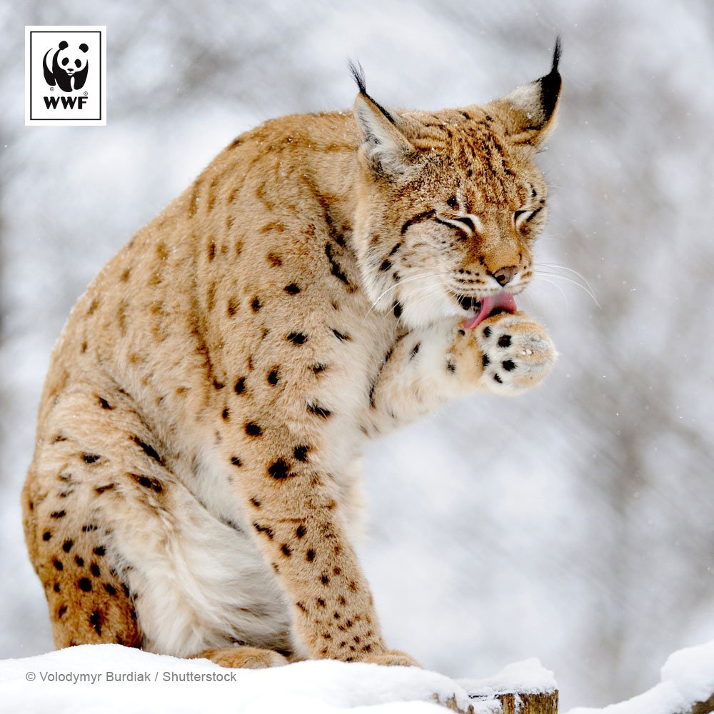Luonnossa ei tunneta ruokahävikkiä – jos esimerkiksi ilves ei syö itse kaikkea, joku muu tulee rääppiäisiin.

Luonnonystävän teko on käyttää jouluruokien rippeet hyödyksi. Monet osaavatkin tehdä joulun tähteistä uusia herkkuja. Kerro oma ruokavinkkisi!
#joulu