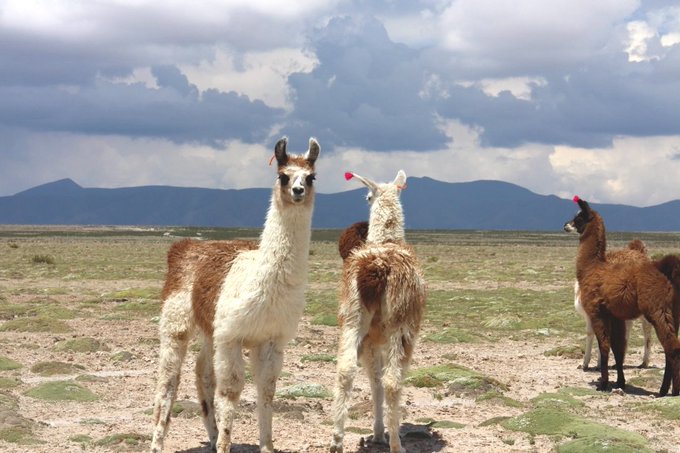 リャマのtwitterイラスト検索結果 古い順