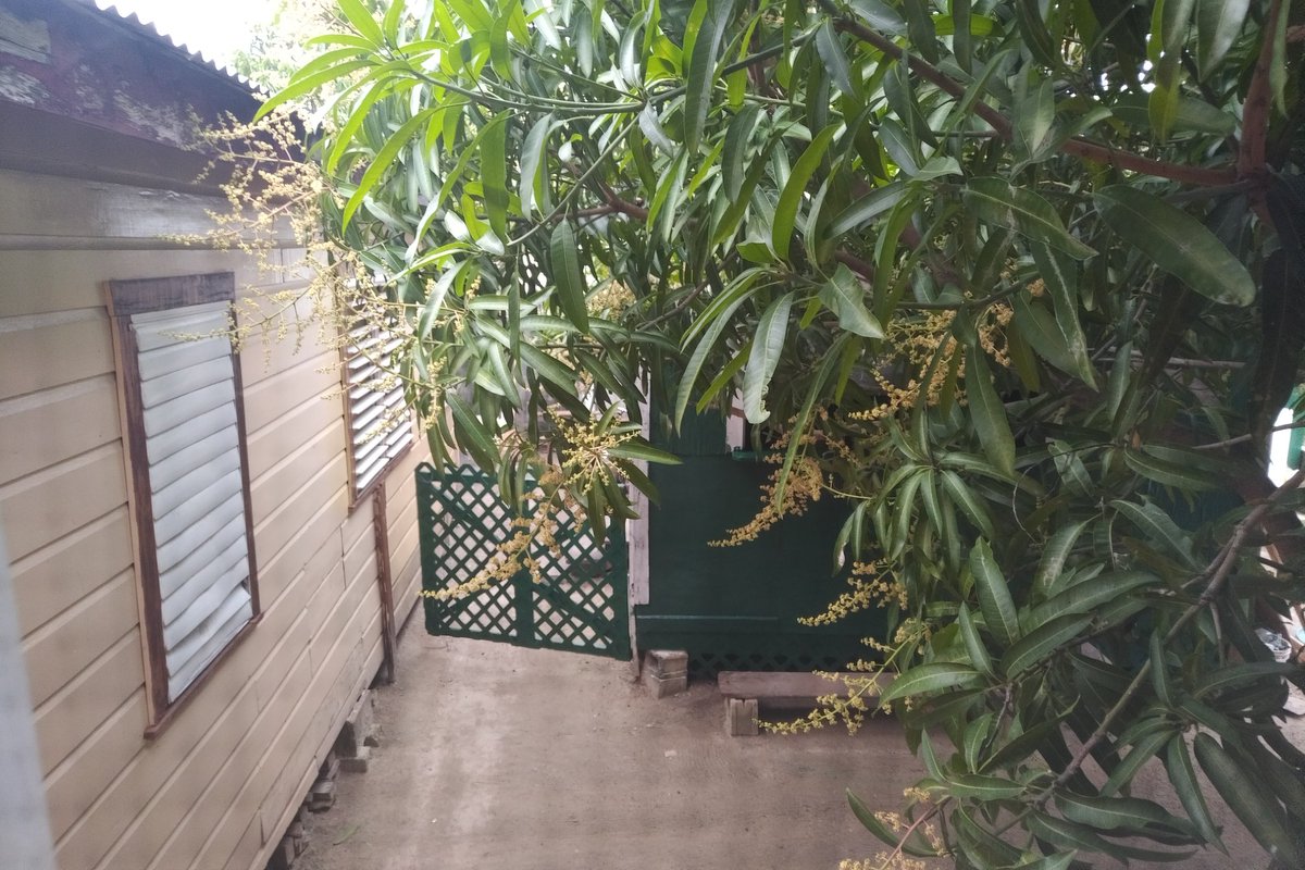 BelizeTweets's tweet photo. View of part of the backyard from the main house on Fabers Rd  

I will be roaming around #BelizeCity today getting some errands done. Phone number activated, groceries. Etc. https://t.co/b8bo38CA7x