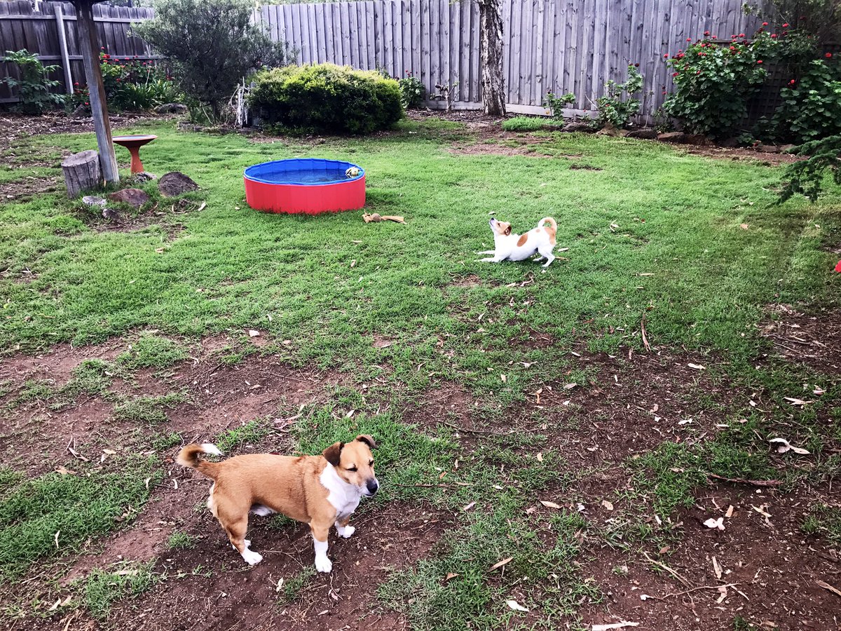 PvtBuddybum's tweet photo. P: c'mon Buddy...daddy cut da grasses for us, is time for sum Doga!!💪🏼💃🏼🤸‍♀️🤾🏼‍♀️😅🤣😂
Raarsqueak!!💪🏼✨🥒🐶🎀
#UpwardDog #LimberingUp #zshq #zeops @ZombieSquadHQ https://t.co/t2WNcLGRBD