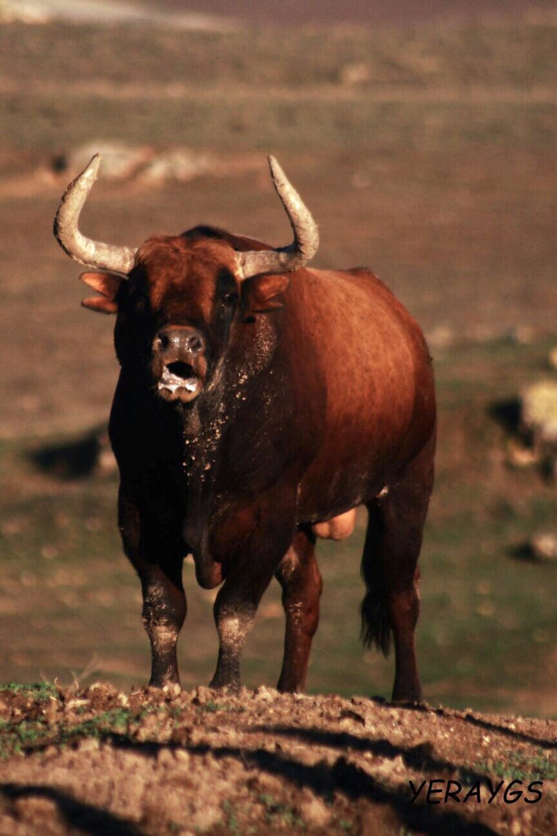 Nº 30 Coqueto #castaño #jodaryruchena #ruchena #utrera