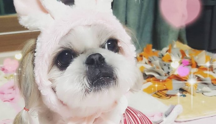 toriter_help's tweet photo. #토끼 로 보이나요? #강아지 로 보이나요?!
귀여우니 토껴라~?!
- 김재본님 #반려견 #김단비

스토리보기▶ https://t.co/yCLPiWz4hA

귀엽고 재미난 의상의 #반려동물~ 토리터에 올려주세요!
#개 #펫 #도그 #댕댕이 https://t.co/uMBm08PXfG