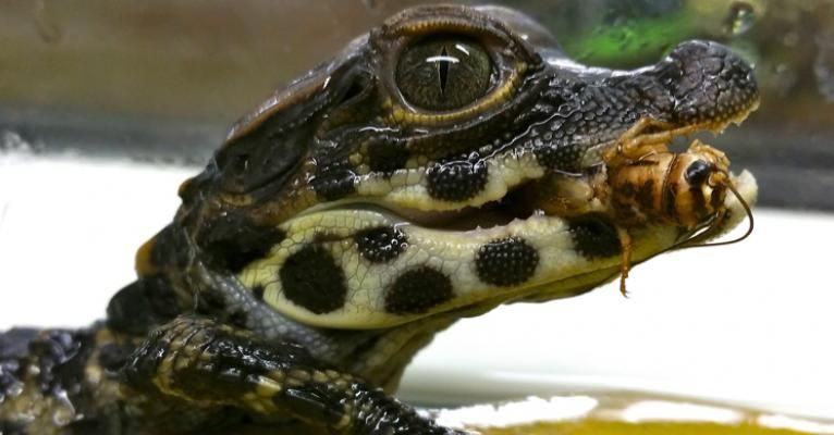 Pour voir ces adorables crocodiles nains, on fonce passer la journée en famille ou entre amis à Planet Exotica Royan ? Immersion garantie au coeur de l’incroyable pays des reptiles et des dinosaures !
➜ buff.ly/2CgmNBV
